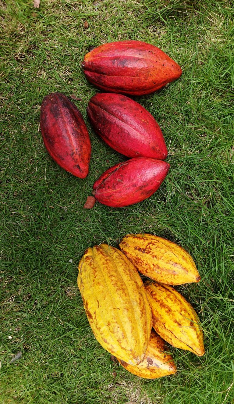 Mazorcas de cacao rojas y amarillas sobre la hierba