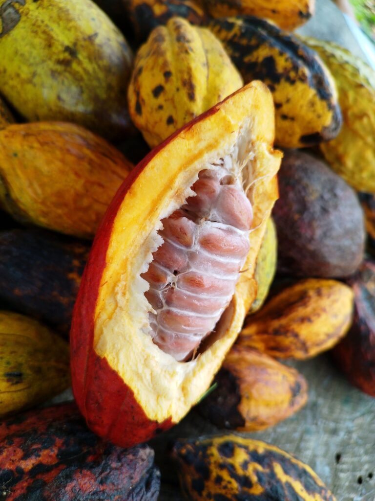 Mazorca de cacao roja abierta