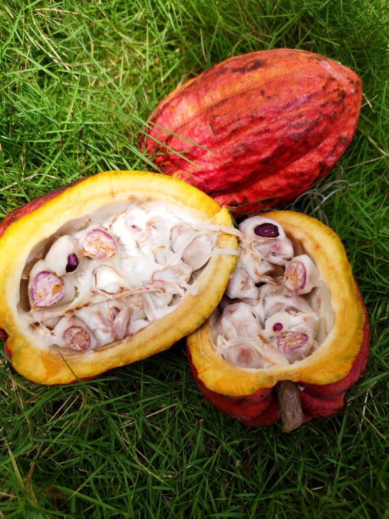 Mazorca de cacao abierta con sus granos