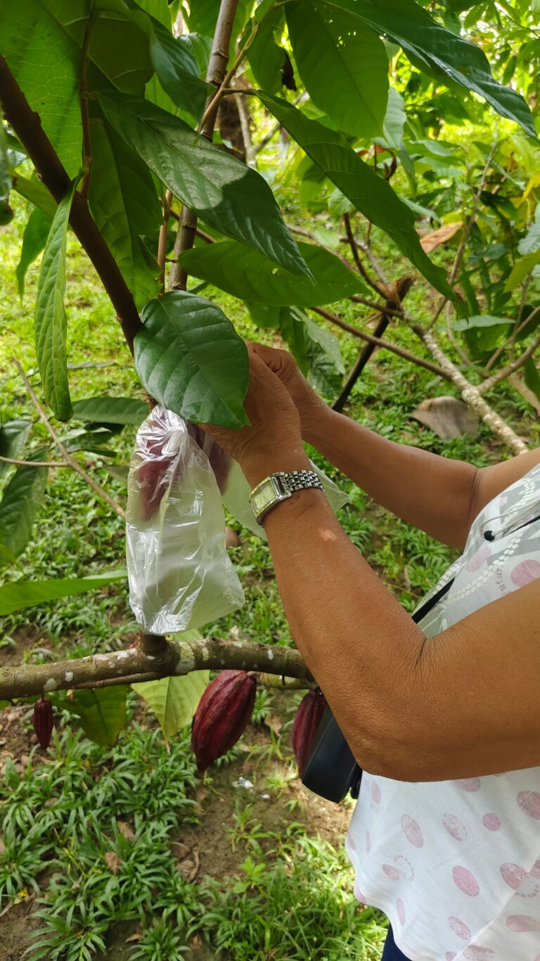 Manos cuidando una planta de cacao