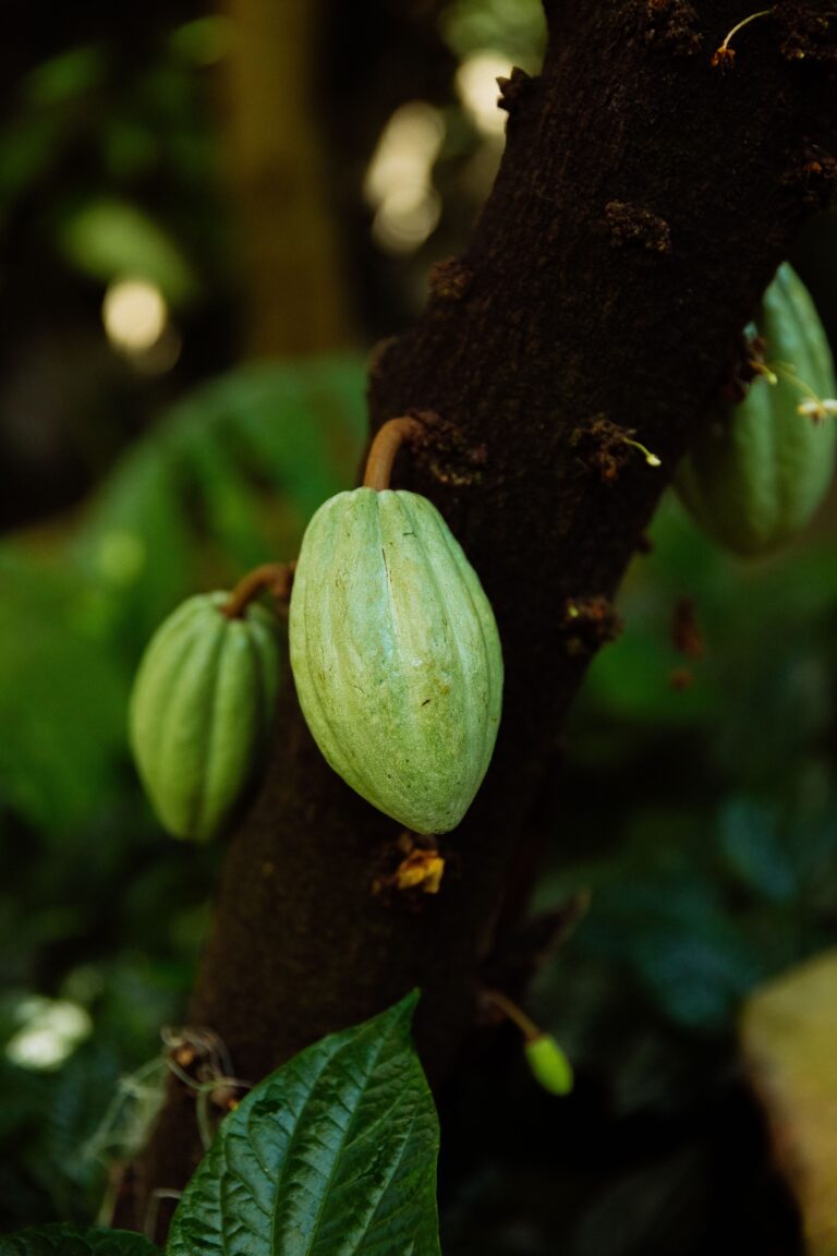 Mazorcas de cacao creciendo en el tronco